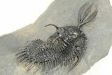 Short Trident Walliserops Trilobite - Timrzit, Morocco #179515-4